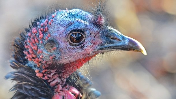 Птица-самоубийца. В США индейка атаковала автомобиль