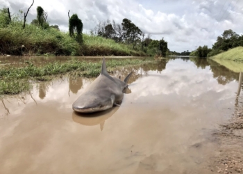 Когда наводнение отступило. В Австралии ураган выбросил акулу прямо на дорогу