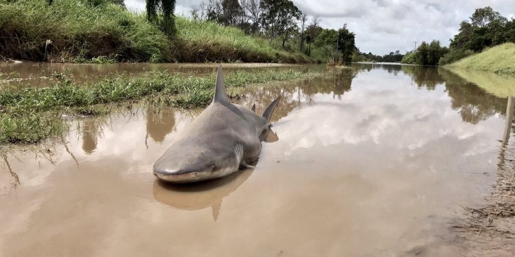 Когда наводнение отступило. В Австралии ураган выбросил акулу прямо на дорогу