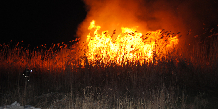 В Николаеве полыхал камыш – на 3 га. Чуть не сгорел склад