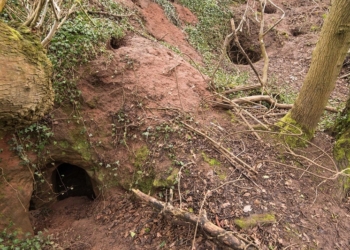 В Англии кролик показал людям подземный храм тамплиеров