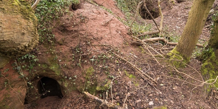 В Англии кролик показал людям подземный храм тамплиеров