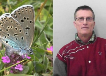 В Англии коллекционера признали виновным в убийстве редких бабочек