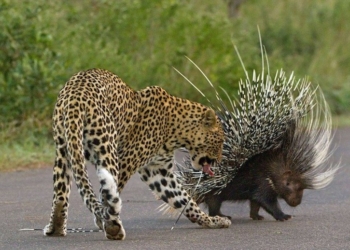 Его так просто не возьмешь: дикобраз оказался леопарду не по зубам