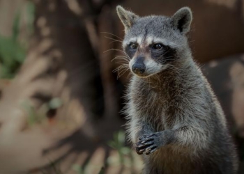 Лекарство от одиночества. Немка научила домашнего енота играть в настольные игры