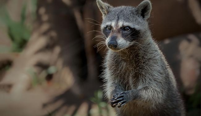 Лекарство от одиночества. Немка научила домашнего енота играть в настольные игры