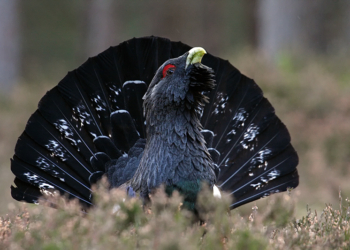 Весна, любовь… но будьте осторожны с глухарями