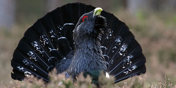 Весна, любовь… но будьте осторожны с глухарями