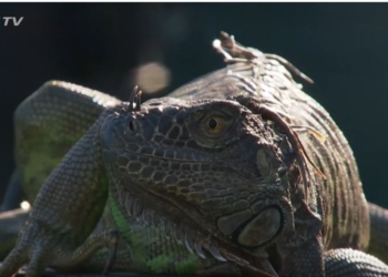 Из-за игуаны прервали теннисный турнир в Майами – она оккупировала табло