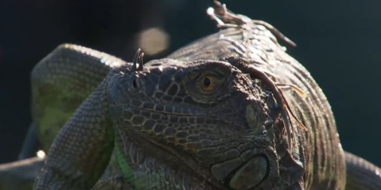 Из-за игуаны прервали теннисный турнир в Майами – она оккупировала табло