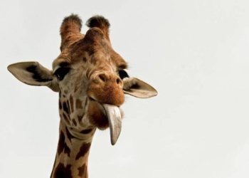 В британском зоопарке родился детеныш вымирающего вида жирафов