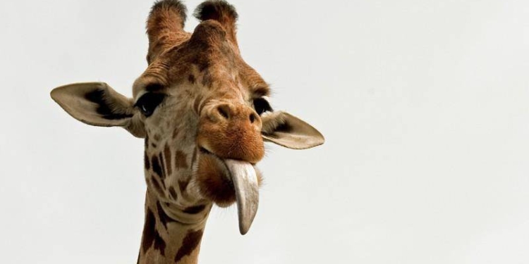 В британском зоопарке родился детеныш вымирающего вида жирафов