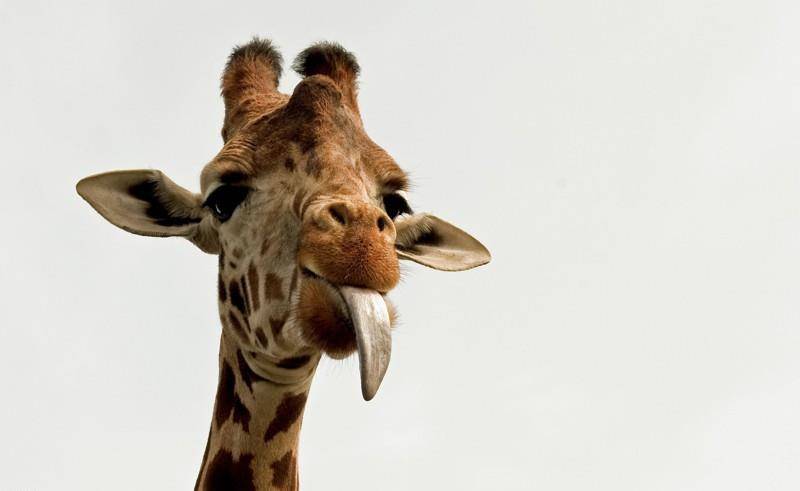 В британском зоопарке родился детеныш вымирающего вида жирафов 2