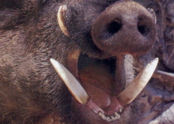 В Риме дикий кабан сбил скутериста. Насмерть