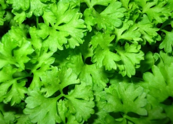 Через границу пытались переместить 475 кг товаров растительного происхождения. Думаете, конопли? Нет, кинзы!