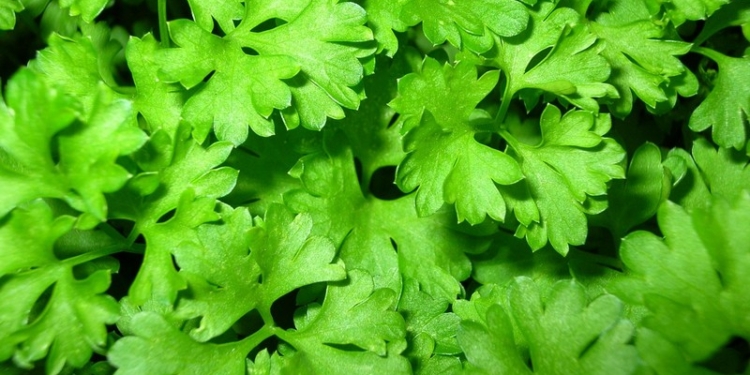 Через границу пытались переместить 475 кг товаров растительного происхождения. Думаете, конопли? Нет, кинзы!