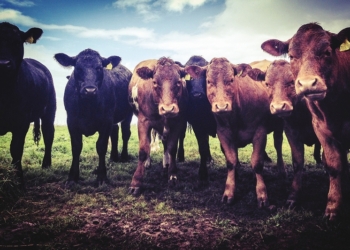 Орехи, говядина и креветки – названы продукты, производство которых является самым затратным