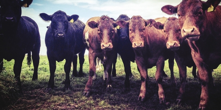 Орехи, говядина и креветки – названы продукты, производство которых является самым затратным