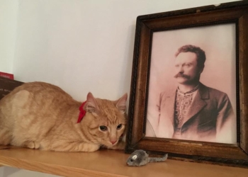 Во львовский музей Франко взяли “на работу” кота – его искали с помощью соцсетей