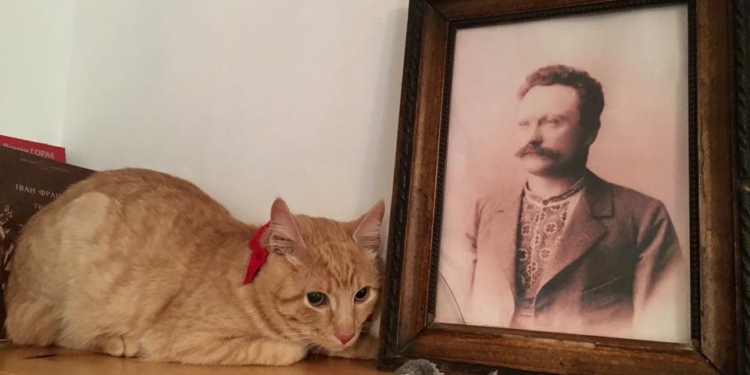 Во львовский музей Франко взяли “на работу” кота – его искали с помощью соцсетей