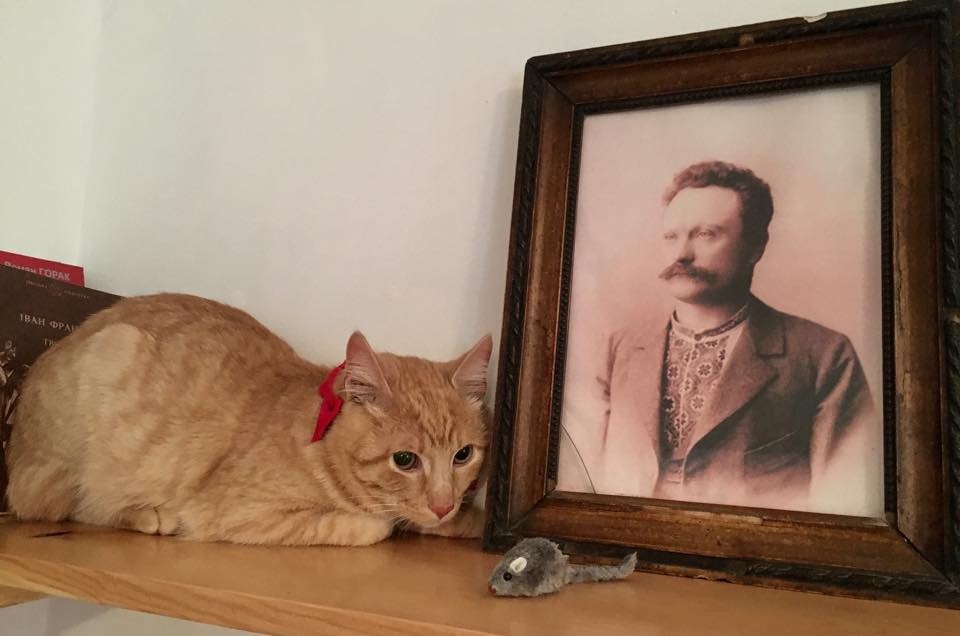 Во львовский музей Франко взяли "на работу" кота - его искали с помощью соцсетей 1