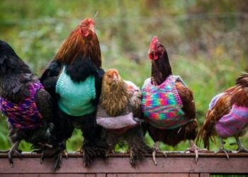 На американских фермах спасают кур от холода необычным способом