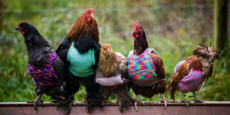 На американских фермах спасают кур от холода необычным способом