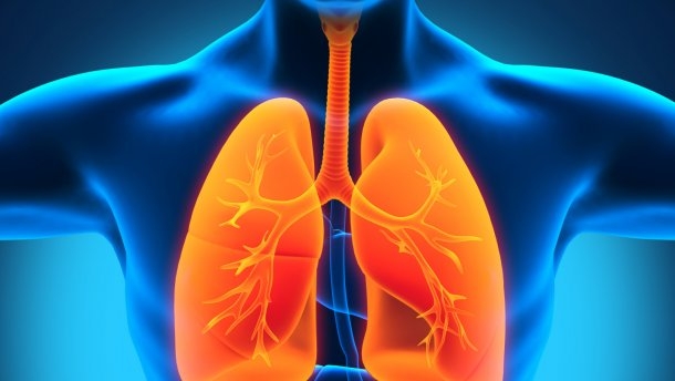 Ученые открыли еще одну уникальную функцию легких – производство тромбоцитов