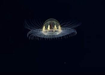 Космическое зрелище на огромной глубине. Подводный беспилотник снял “летающую тарелку”