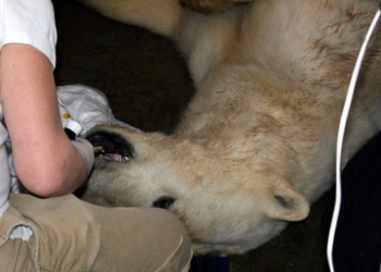 Перед стоматологом все равны: в Николаевском зоопарке белому медведю удалили зуб
