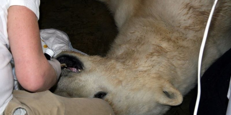 Перед стоматологом все равны: в Николаевском зоопарке белому медведю удалили зуб