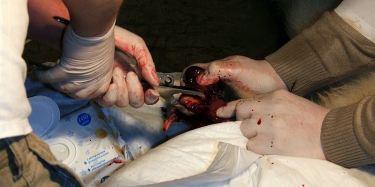 Перед стоматологом все равны: в Николаевском зоопарке белому медведю удалили зуб