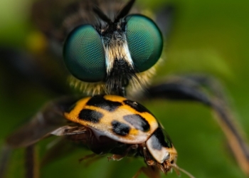 Сюрприз. Самый зоркий хищник – совсем не орел