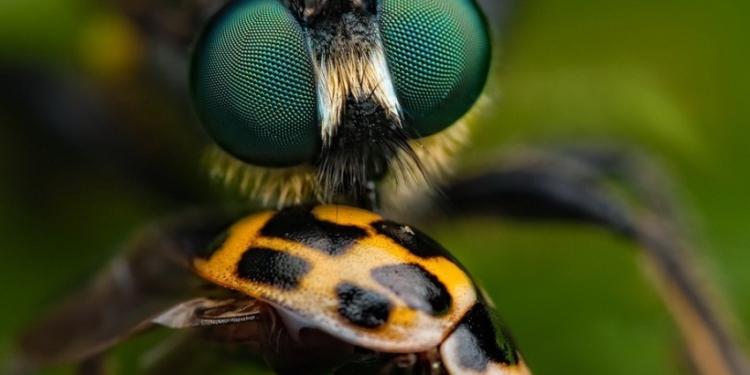 Сюрприз. Самый зоркий хищник – совсем не орел