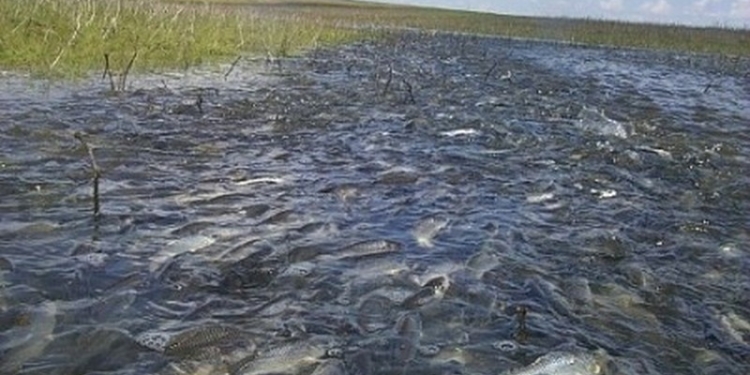 Рыбоохрана назвала сроки запрета на вылов нерестящейся рыбы в пределах Николаевской области