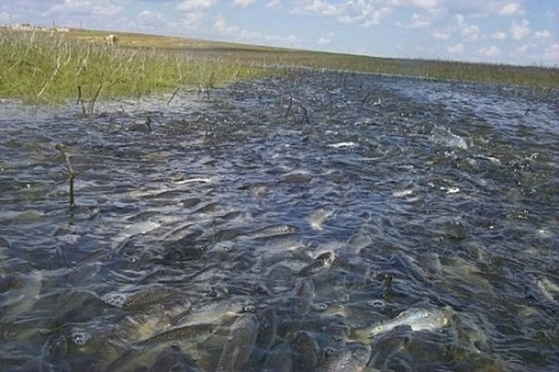 Рыбоохрана назвала сроки запрета на вылов нерестящейся рыбы в пределах Николаевской области 4