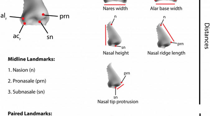 Из-за климата может меняться форма человеческого носа
