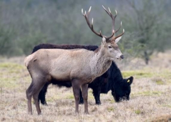 Тихая старость. В Германии олень решил стать частью коровьего стада
