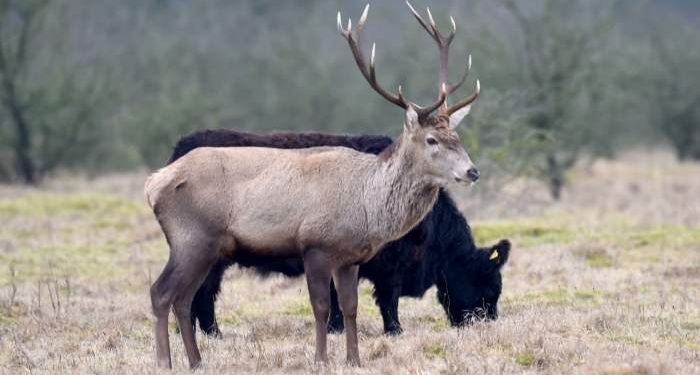 Тихая старость. В Германии олень решил стать частью коровьего стада
