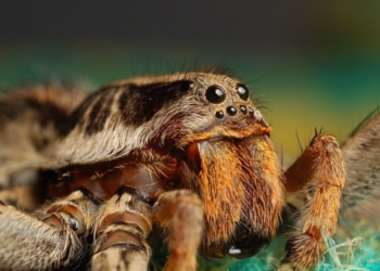 Учёные выяснили, что некоторые пауки съедают больше мяса, чем люди