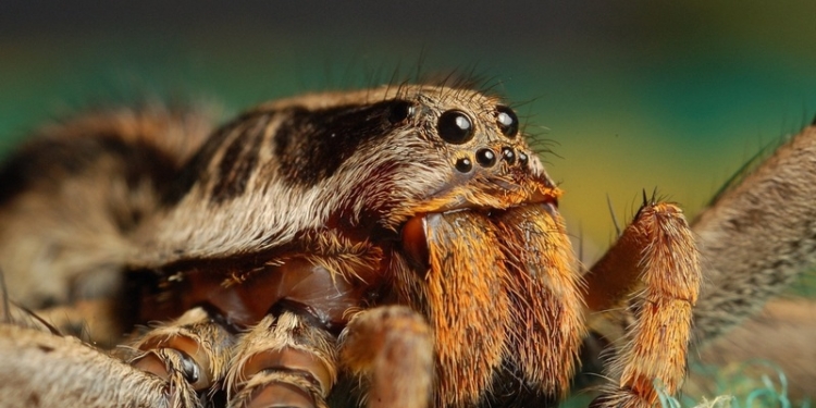 Учёные выяснили, что некоторые пауки съедают больше мяса, чем люди