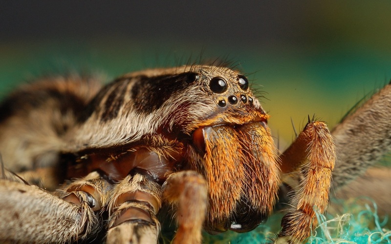 Учёные выяснили, что некоторые пауки съедают больше мяса, чем люди 1