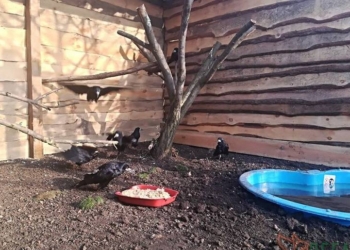 Открыли первый в Украине приют для искалеченных птиц