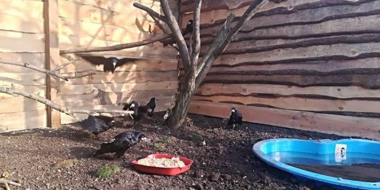 Открыли первый в Украине приют для искалеченных птиц