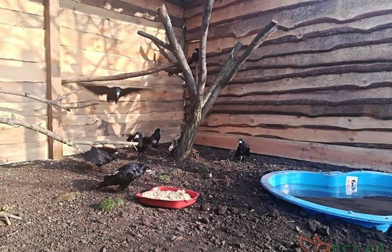 Открыли первый в Украине приют для искалеченных птиц 1