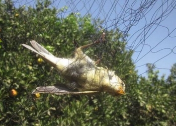 Греки поймали и съели 1,7 миллиона перелетных певчих птиц на Кипре. Виноватыми назвали британских военных