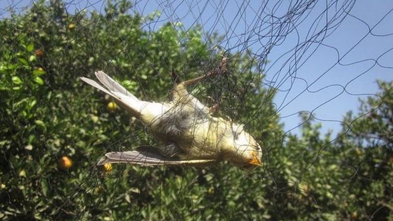 Греки поймали и съели 1,7 миллиона перелетных певчих птиц на Кипре. Виноватыми назвали британских военных 2