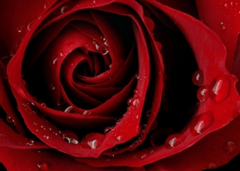 Украина не только покупает, но и экспортирует розы. Но покупает самые дешевые