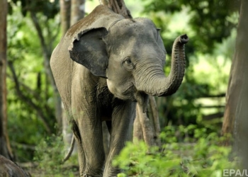 В парке отдыха в Японии слониха до смерти забила сотрудника зоопарка