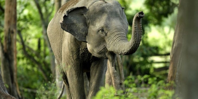В парке отдыха в Японии слониха до смерти забила сотрудника зоопарка